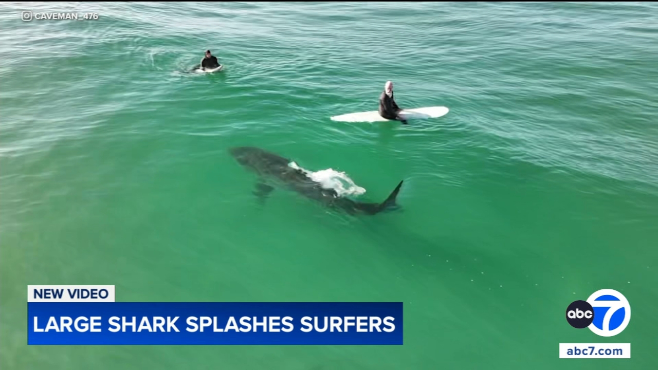 Shark swims near surfers, splashes one with its tail in close encounter off California coast, video shows
       — Glencoe Sports news